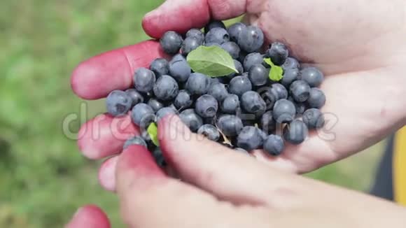 一把蓝莓放在雌性手里女孩从收获的庄稼中捡垃圾视频的预览图