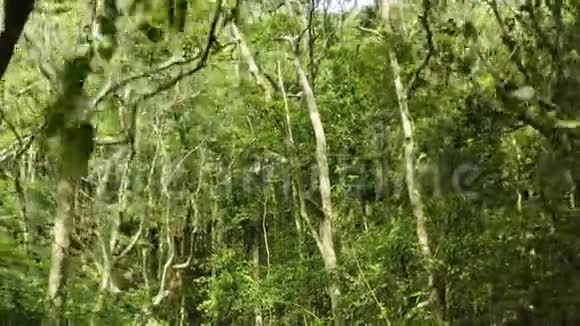 雨林神奇风光的无人机观景图很狂野阳光视频的预览图