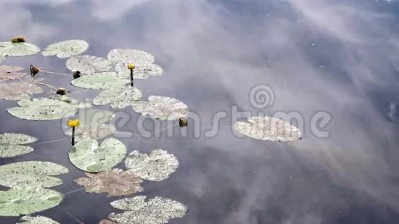 一个湖有黄色的睡莲还有一个美丽的天空和云彩的倒影视频的预览图