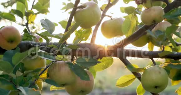 苹果挂在阳光下的树枝上花园里丰收了视频的预览图