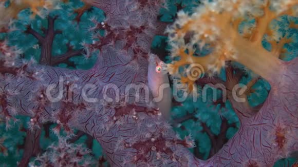 软珊瑚鬼怪视频的预览图