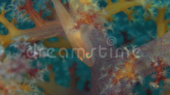 软珊瑚鬼怪视频的预览图