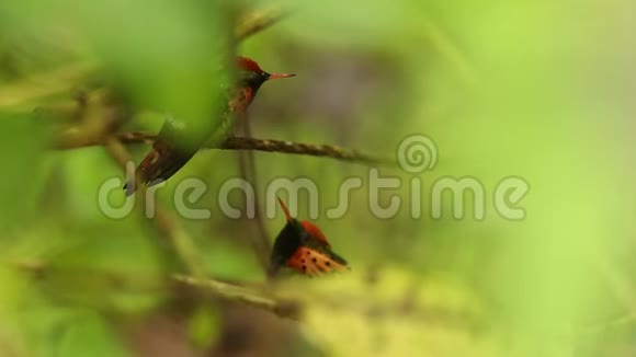 两只雄鸟雨中坐在树枝上来自热带雨林特立尼达和多巴哥视频的预览图