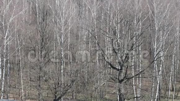 春天光秃秃的森林中橡树林的景色视频的预览图