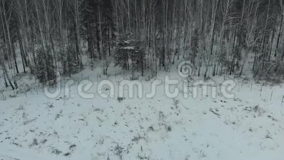 冬季森林附近公园区域的鸟瞰图有雪树库存冬季景观视频的预览图