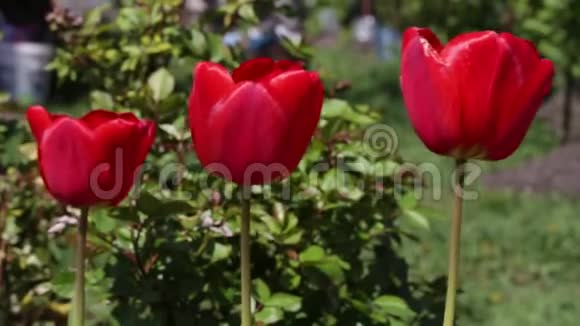 花园里长出三朵红色的郁金香视频的预览图