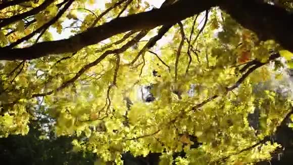 秋天阳光下的黄橡树叶子视频的预览图