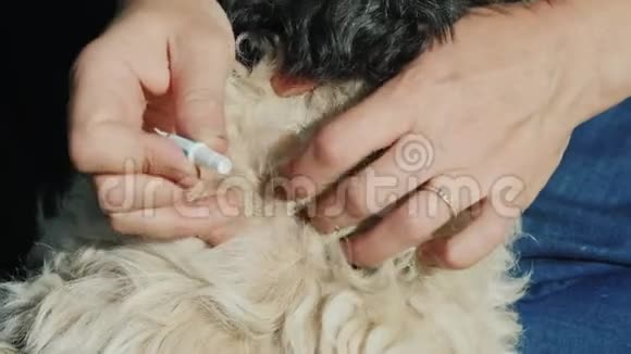 在狗皮毛上涂一种由害虫蜱和跳蚤制成的制剂视频的预览图