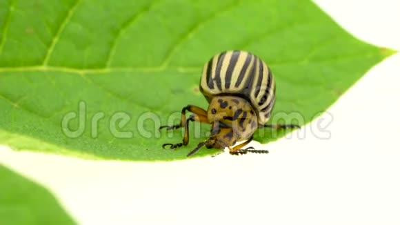 科罗拉多马铃薯甲虫吃白色背景的叶子时间跨度视频的预览图