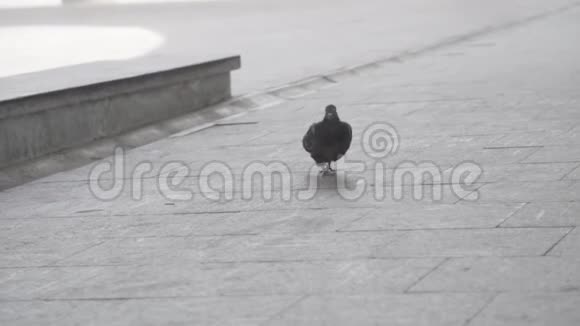 一只好奇的鸽子慢悠悠地走在小路上啄食寻找食物框架一只鸽子在走视频的预览图