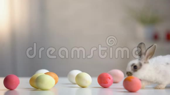 毛茸茸的复活节兔子桌上有彩色鸡蛋宗教节日问候宠物视频的预览图
