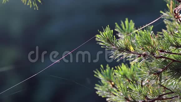 秋天的阳光照在松树的针上蜘蛛网在秋天的微风中摆动视频的预览图