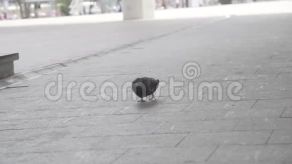 为了一只鸽子在一条城市街道的人行道上行走框架鸽子行走和啄食的慢动作视频的预览图