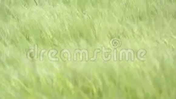 春天的一天田野上有一大堆小麦农村青稞田的近景在风中摇曳的黑麦穗视频的预览图