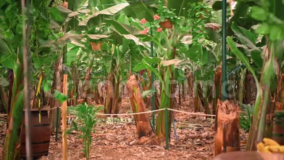 香蕉树有巨大的绿叶香蕉种植园有机食品和食品生产视频的预览图