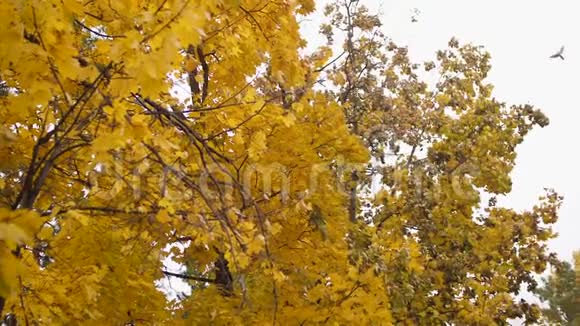 公园里秋天的黄枫树黄色的叶子从森林里的树上飞来慢动作视频的预览图