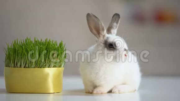 可爱的毛茸茸的兔子坐在绿色植物附近的桌子上草药宠物营养视频的预览图