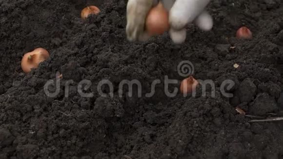 早春洋葱种植手种一个小洋葱发芽视频的预览图