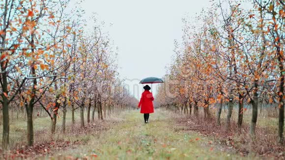 秋天穿着红色外套帽子和雨伞的女人独自在苹果花园的树间散步女孩先走视频的预览图