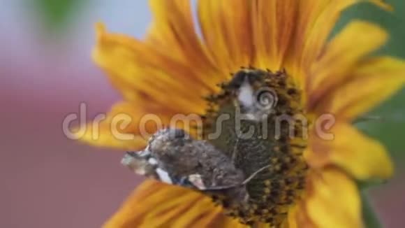 花园里的向日葵和大黄蜂视频的预览图