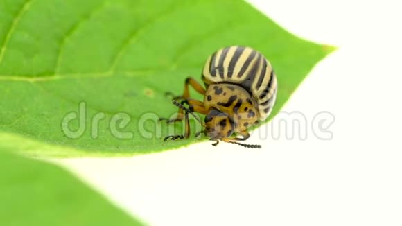 科罗拉多马铃薯甲虫吃白色背景的叶子时间跨度视频的预览图