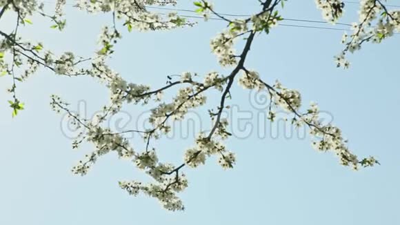 春日晚风摇许多白花树早午餐视频的预览图