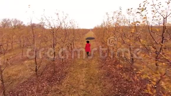 在秋天的季节穿着红色外套和带着雨伞的女人独自走在苹果花园的树间女孩先走视频的预览图