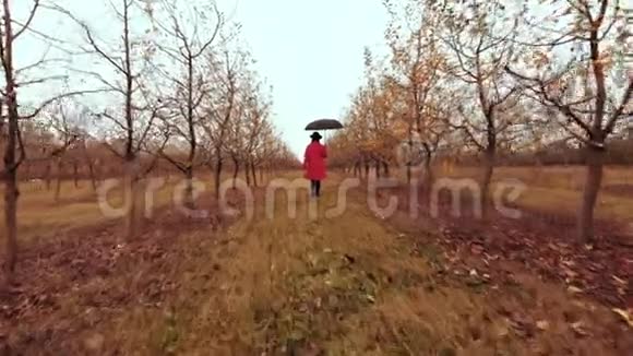 在秋天的季节穿着红色外套和带着雨伞的女人独自走在苹果花园的树间女孩先走视频的预览图