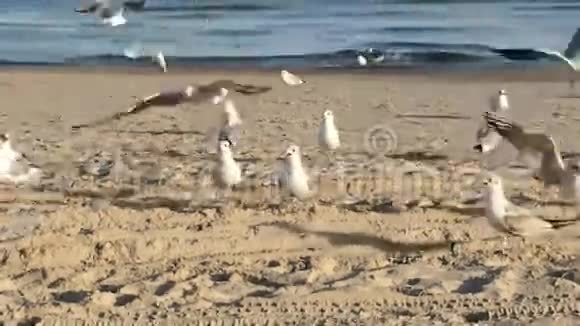 海鸥在海滩上觅食视频的预览图