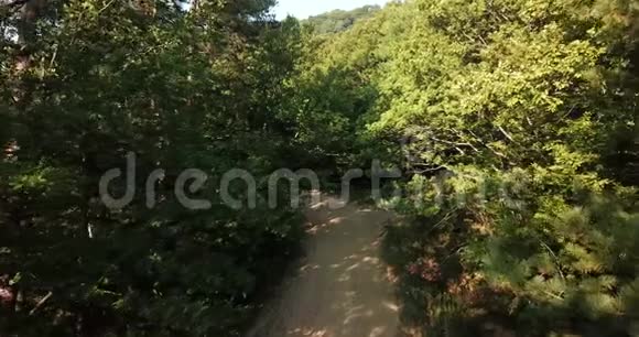 森林树木通过跟踪拍摄日落飞行无人机空中接近自然视频的预览图