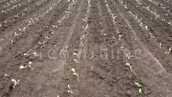 种植卷心菜的农业农场年轻的芽在一片大片的田野上生长视频的预览图