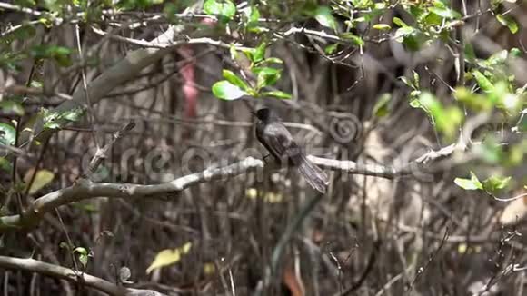 凤尾鸟飞凤舞坐在树枝上视频的预览图