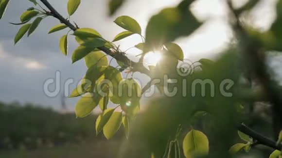 傍晚时分太阳穿过一棵有叶子的苹果树的树枝视频的预览图
