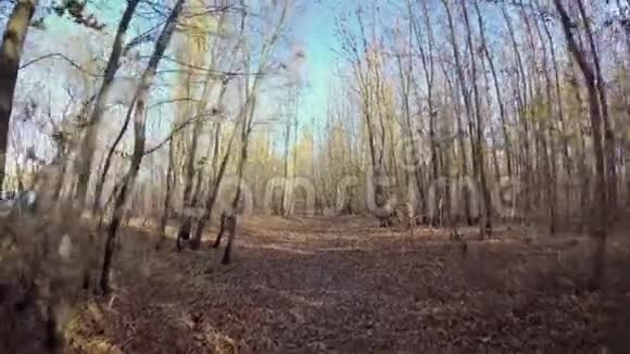 戈梅尔贝拉鲁斯10月21日2018年骑自行车穿过美丽的秋天森林视频的预览图