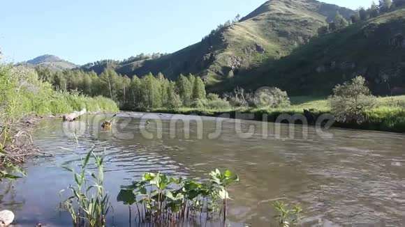 阿努伊河山阿尔泰俄罗斯视频的预览图