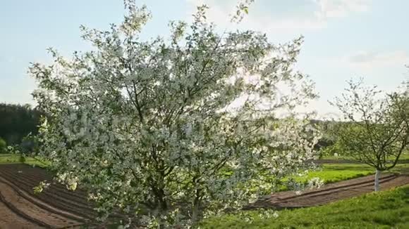 风在阳光的照射下摇动绿野中的白花树视频的预览图