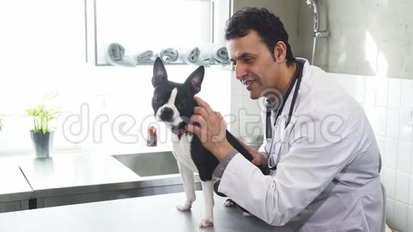 专业兽医微笑着对着镜头抚摸波士顿小狗视频的预览图