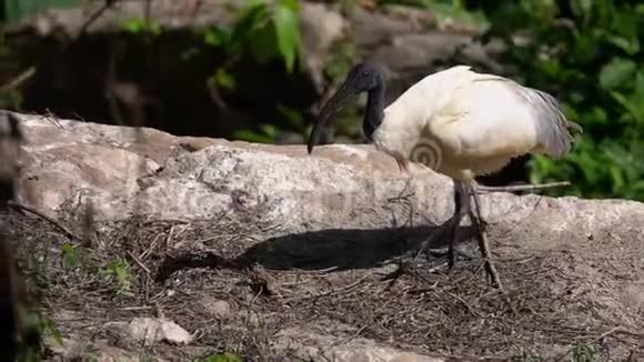非洲神圣的伊比斯鸟视频的预览图