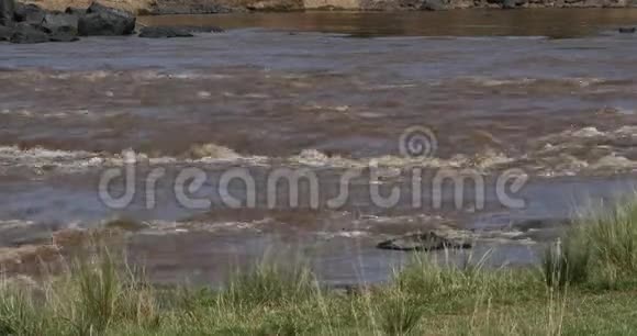 肯尼亚马赛马拉公园马拉河景观实时视频的预览图