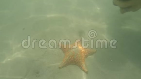海底的海星天然光线加勒比海视频的预览图