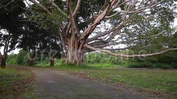 国家公园里用树枝和树叶拍的大树视频的预览图