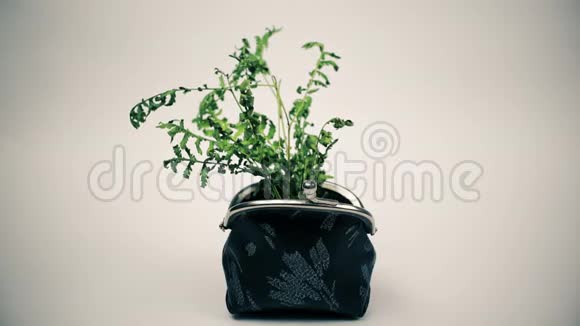 绿色植物从钱包中生长不断增长的金钱观念视频的预览图