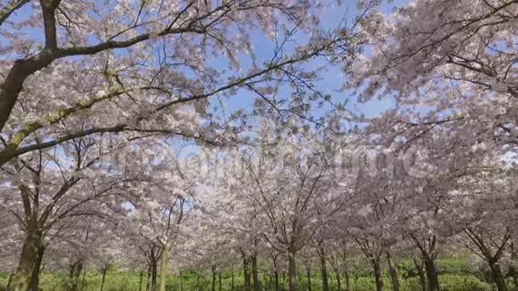 一个神奇的樱花公园视频的预览图