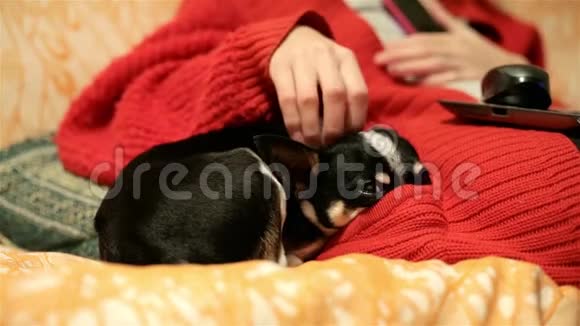 可爱的情妇抚摸她宠物的耳朵小狗正在睡沙发上取暖把鼻子塞到床上视频的预览图