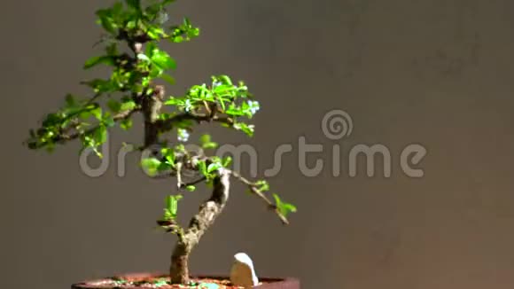 盆栽盆景树有精美的白花视频的预览图