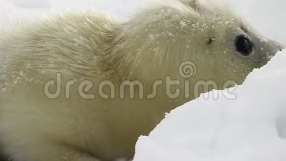 俄罗斯白海冰封的新生海豹视频的预览图