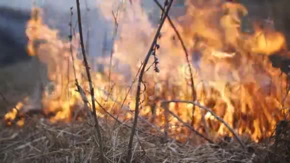 大火吞没了农村的干草视频的预览图