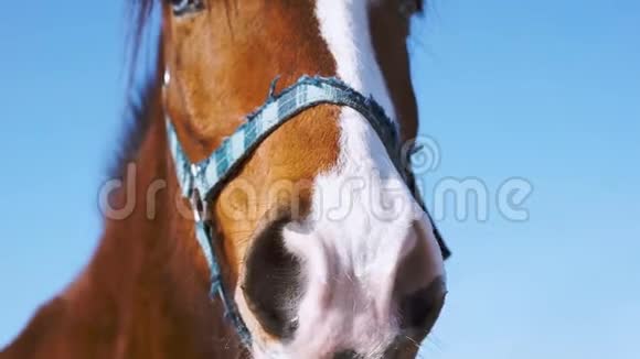 蓝眼睛的马一匹棕色的马走近点视频的预览图