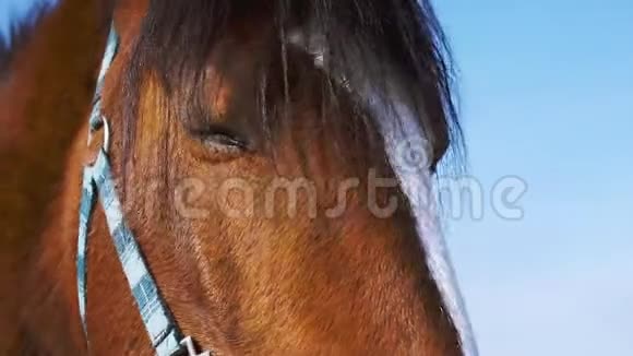 蓝眼睛的马一匹棕色的马走近点视频的预览图