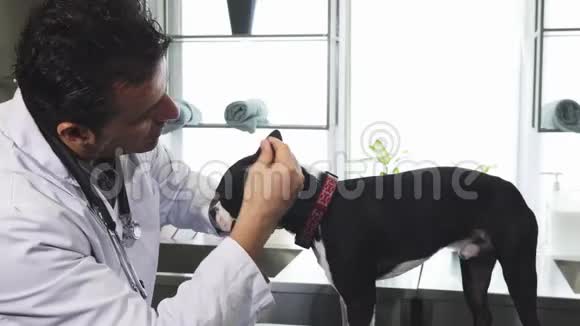 成熟的专业兽医检查一只可爱的波士顿猎犬的耳朵视频的预览图